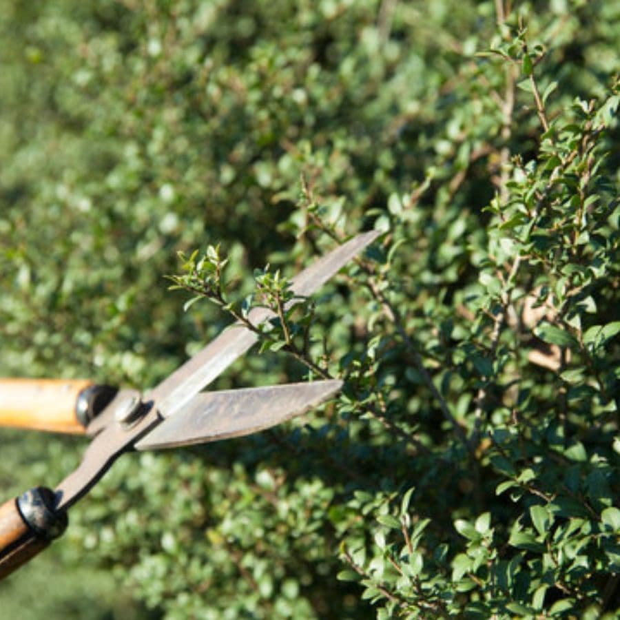 庭木剪定 瀬戸市 | 瀬戸市で庭木剪定ならお庭の窓口瀬戸市