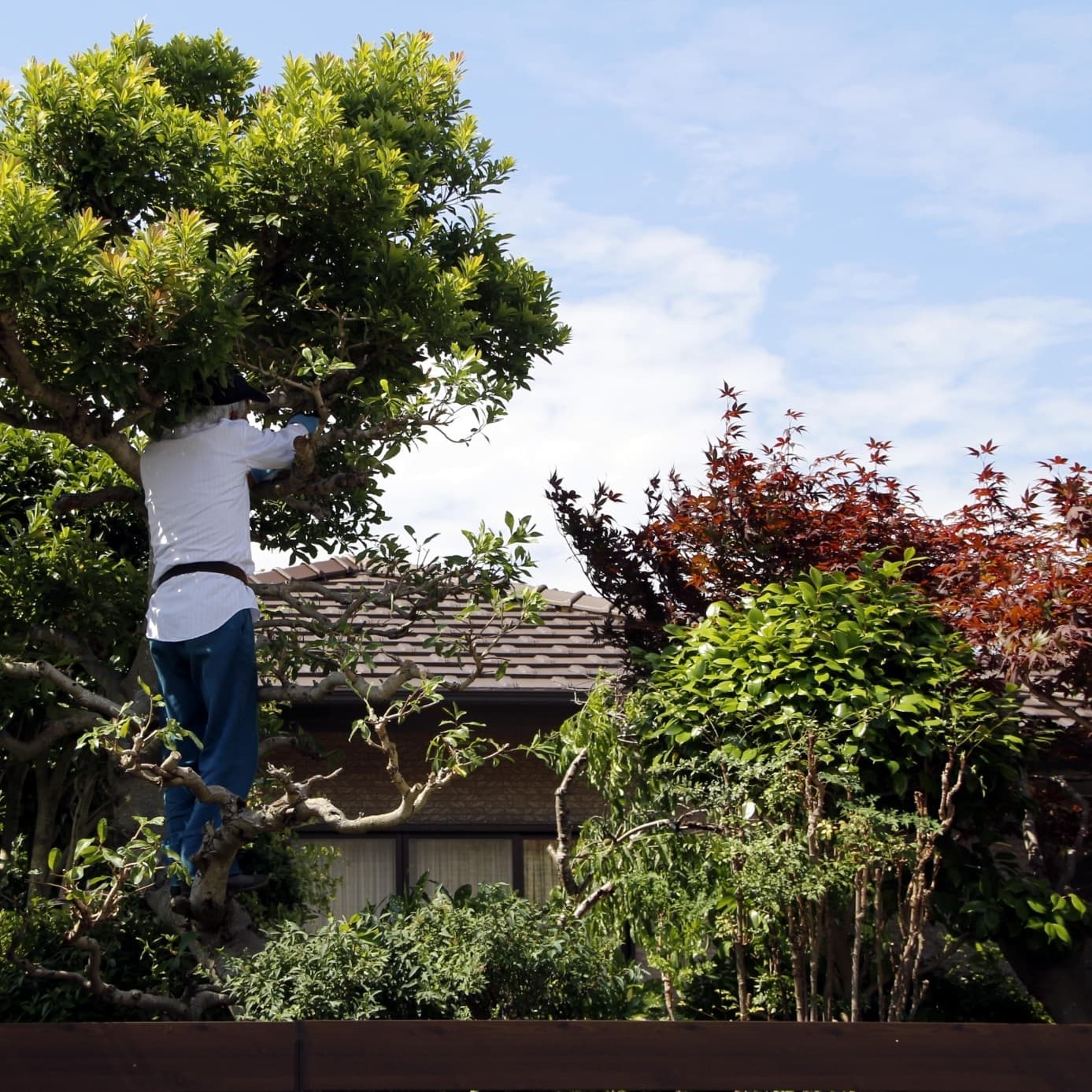 庭木伐採 瀬戸市 | 瀬戸市で庭木伐採ならお庭の窓口瀬戸市