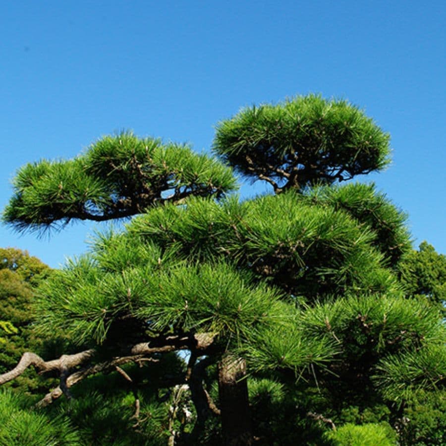 松の木剪定・伐採 瀬戸市 | 瀬戸市で松の木剪定・伐採ならお庭の窓口瀬戸市