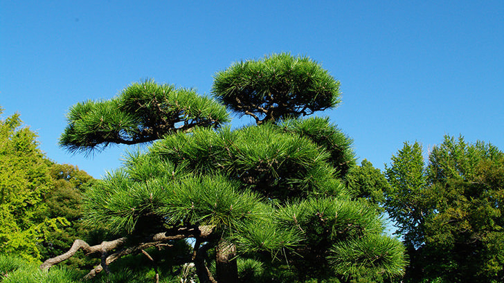 工事完成 | 瀬戸市で庭木の剪定・伐採ならお庭の窓口瀬戸市