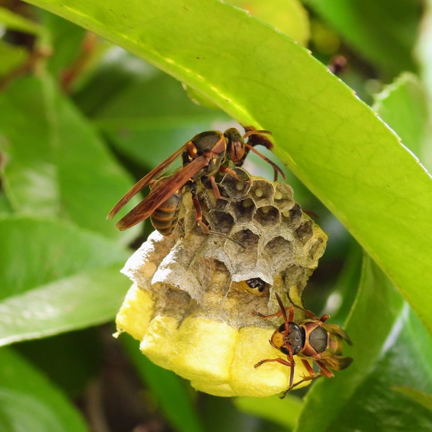 蜂の巣駆除 瀬戸市 | 瀬戸市で蜂の巣駆除ならお庭の窓口瀬戸市