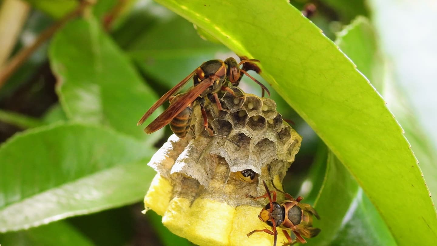 蜂の巣駆除 瀬戸市 | 瀬戸市で蜂の巣駆除ならお庭の窓口瀬戸市